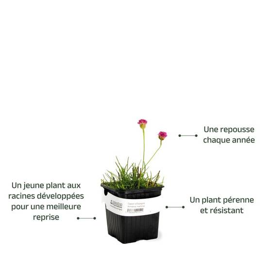 3 Gazons d'Espagne (Armeria maritima) - Lot de 3 vivaces - Pépinières Naudet - Image 3