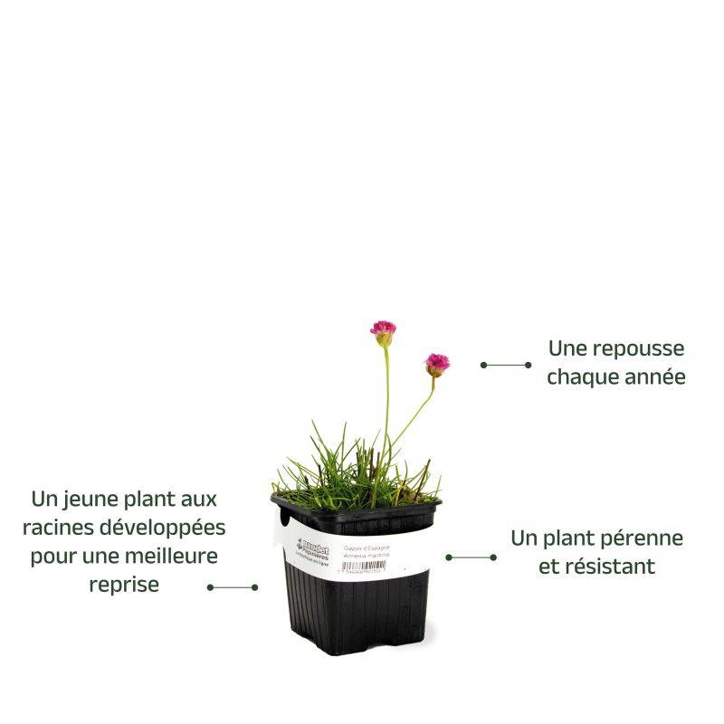 3 Gazons d'Espagne (Armeria maritima) - Lot de 3 vivaces - Pépinières Naudet - Image 3