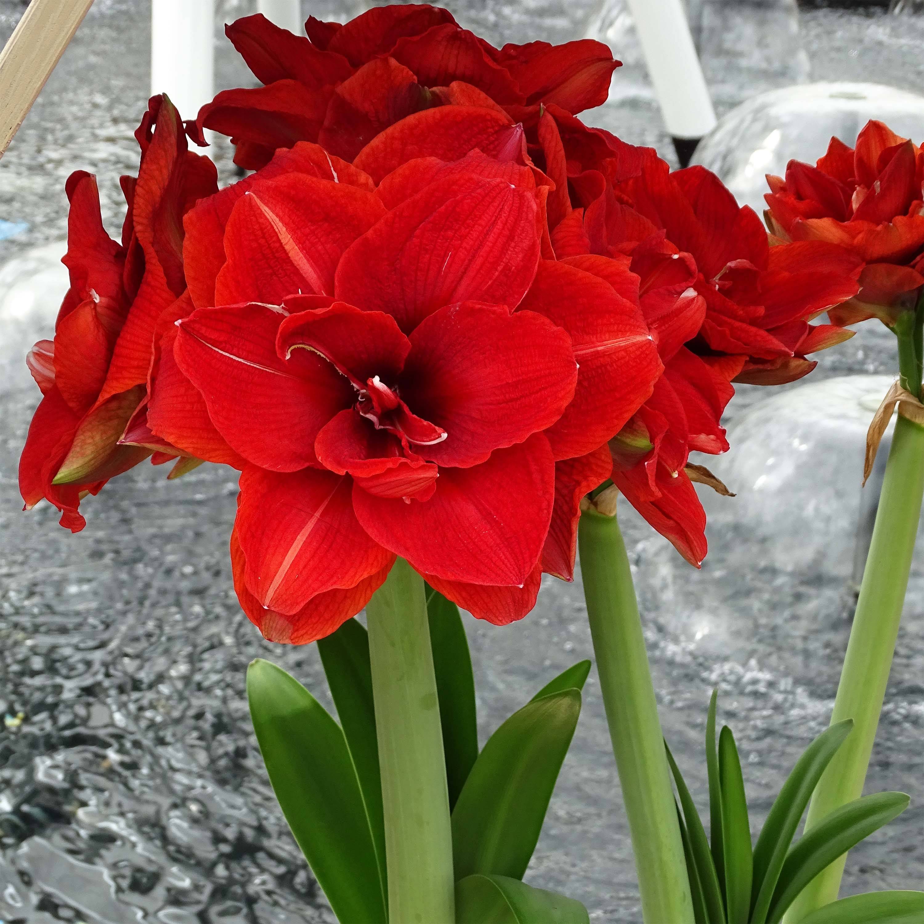 Promesse de Fleurs - Amaryllis double Cherry Nymph Bulbe calibre 28/30