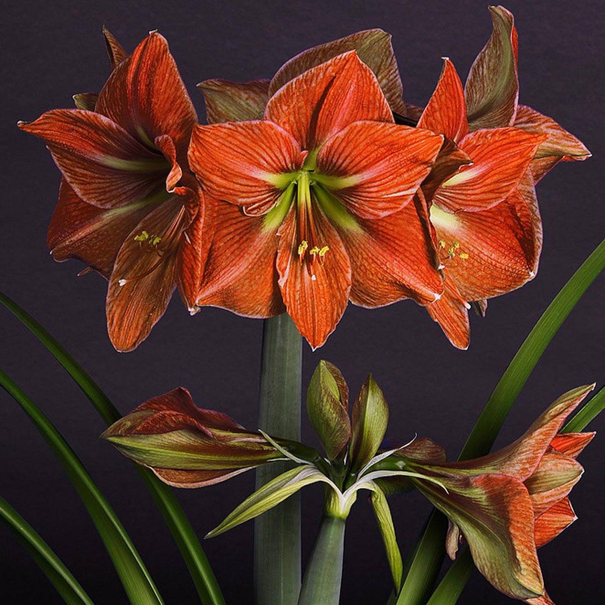 Promesse de Fleurs - Amaryllis Terra Cotta Bulbe calibre 26/28