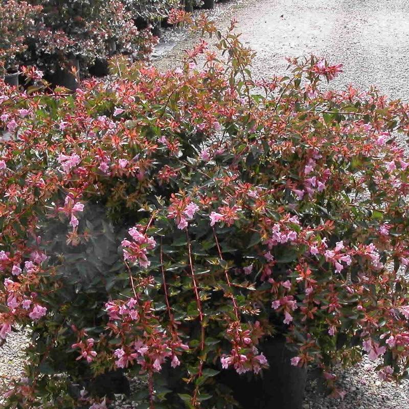Abelia Edward Goucher, Abélia Edouard Goucher à fleurs Rose - feuillage Persistant - Godet - 5/20 cm-  hauteur à maturité De 1,00 m à 1,50 m - Image 2