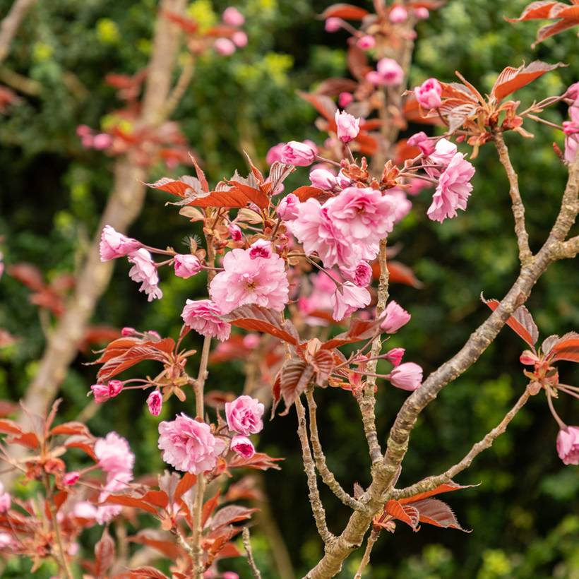 Promesse de Fleurs - Cerisier du Japon - Prunus serrulata Royal Burgundy Pot de 4L/5L - Image 1