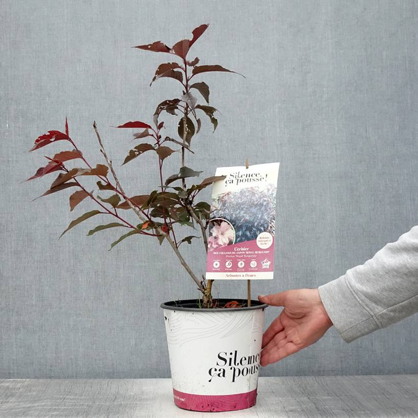 Promesse de Fleurs - Cerisier du Japon - Prunus serrulata Royal Burgundy Pot de 4L/5L - Image 2