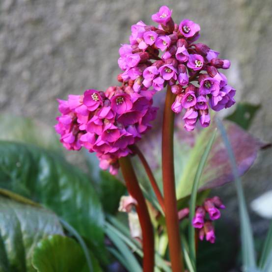 Bergenia purpurascens - Plante des savetiers Godet de 8/9 cm - Image 1