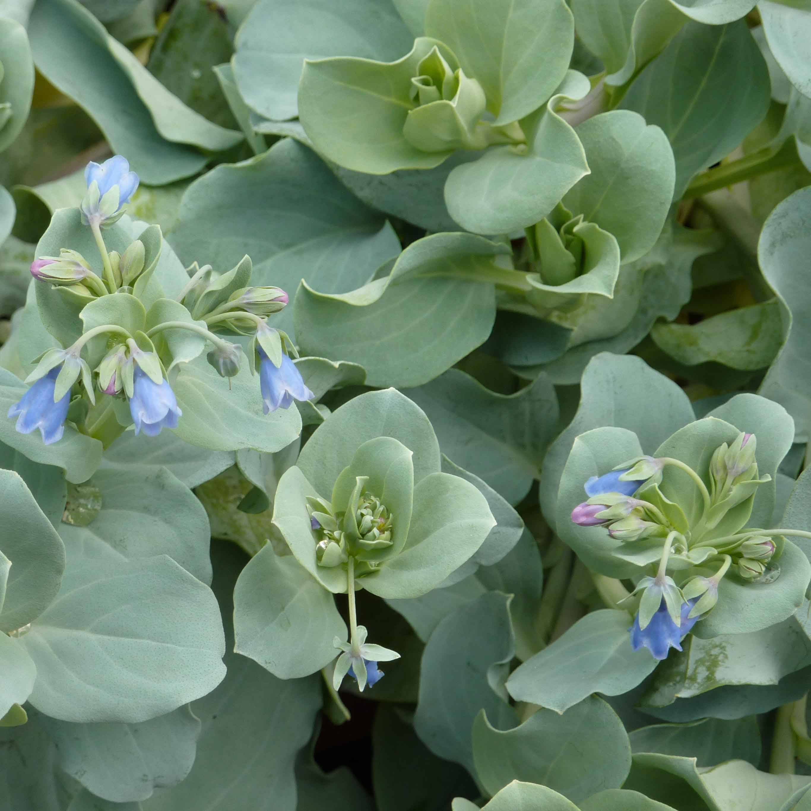 Promesse de Fleurs - Mertensia maritima - Huître végétale   Pot de 1L/1,5L