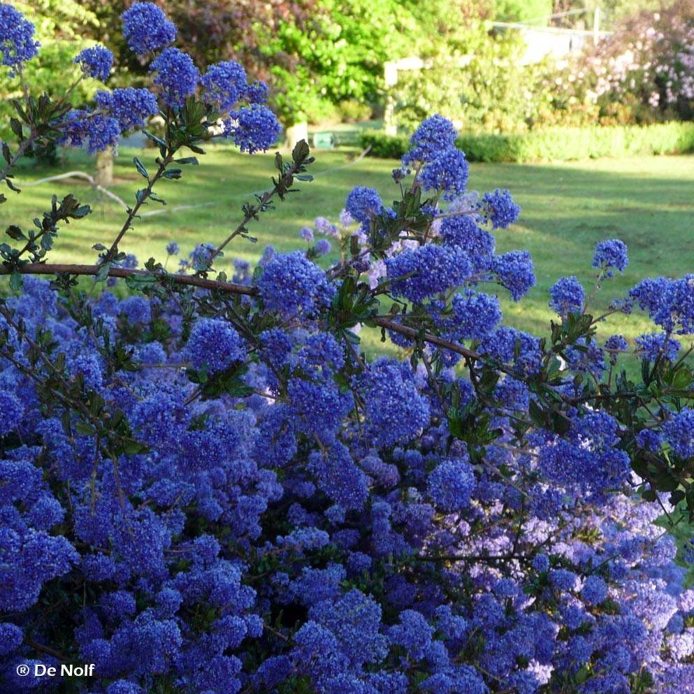 Promesse de Fleurs - Céanothe Blue Sapphire Pot de 2L/3L - Image 1