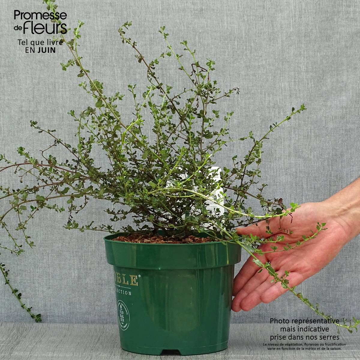 Promesse de Fleurs - Céanothe Blue Sapphire Pot de 2L/3L - Image 2