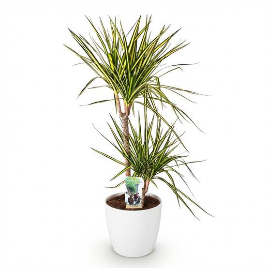 Dracaena Sunray - H95cm - Image 3