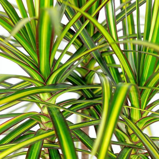 Dracaena Sunray - H95cm - Image 5