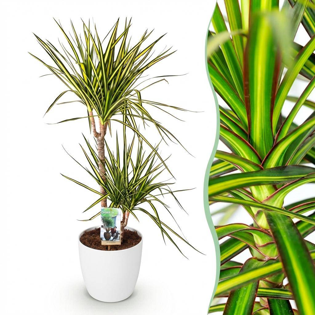 Dracaena Sunray - H95cm - Image 1