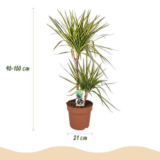 Dracaena Sunray - H95cm - Image 2