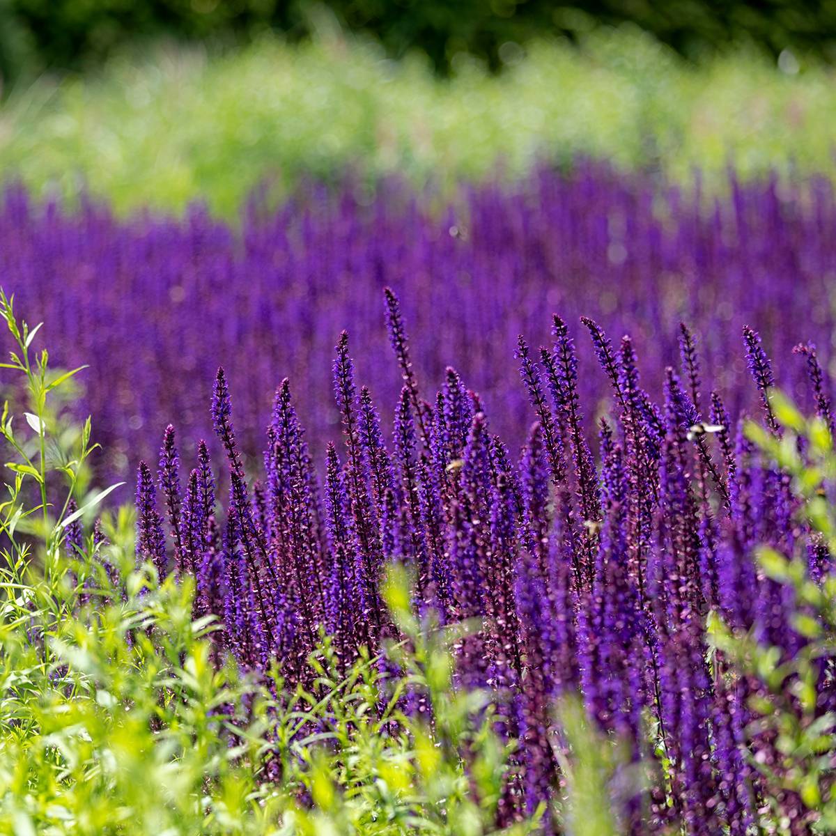 Salvia nemorosa Caradonna Compact - Sauge des bois Godet de 8/9 cm