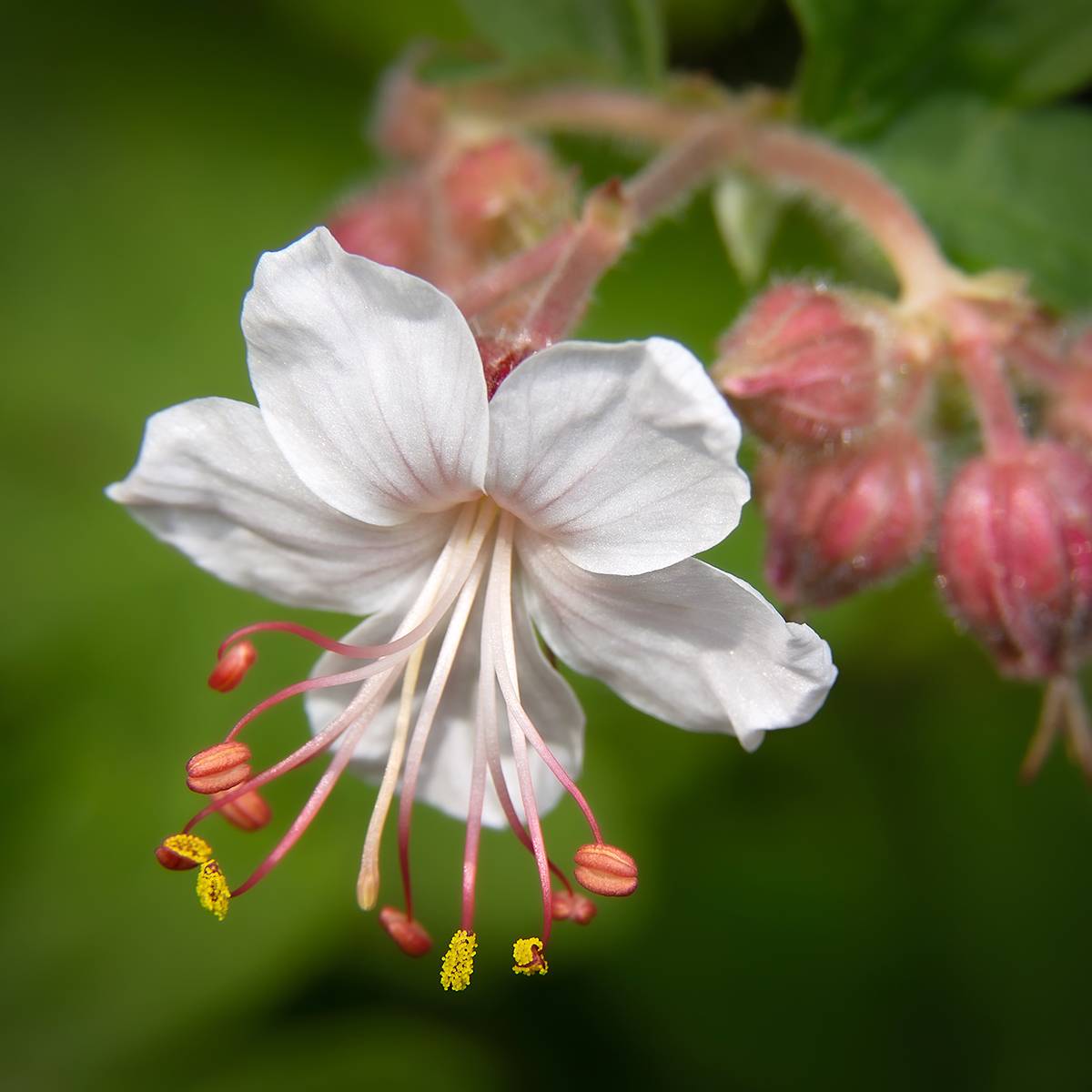 Géranium vivace macrorrhizum Spessart Godet de 8/9 cm