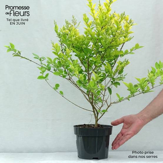 Troène doré - Ligustrum vicaryi Pot de 2L/3L - Image 2