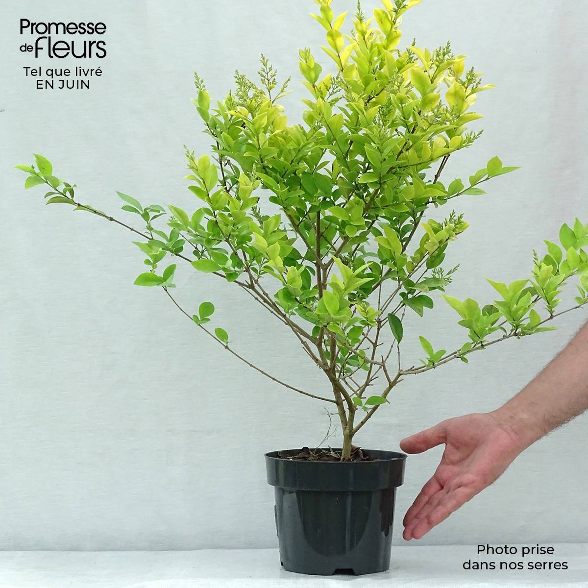 Troène doré - Ligustrum vicaryi  Pot de 2L/3L - Image 2