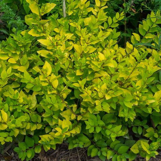 Troène doré - Ligustrum vicaryi Pot de 2L/3L - Image 1