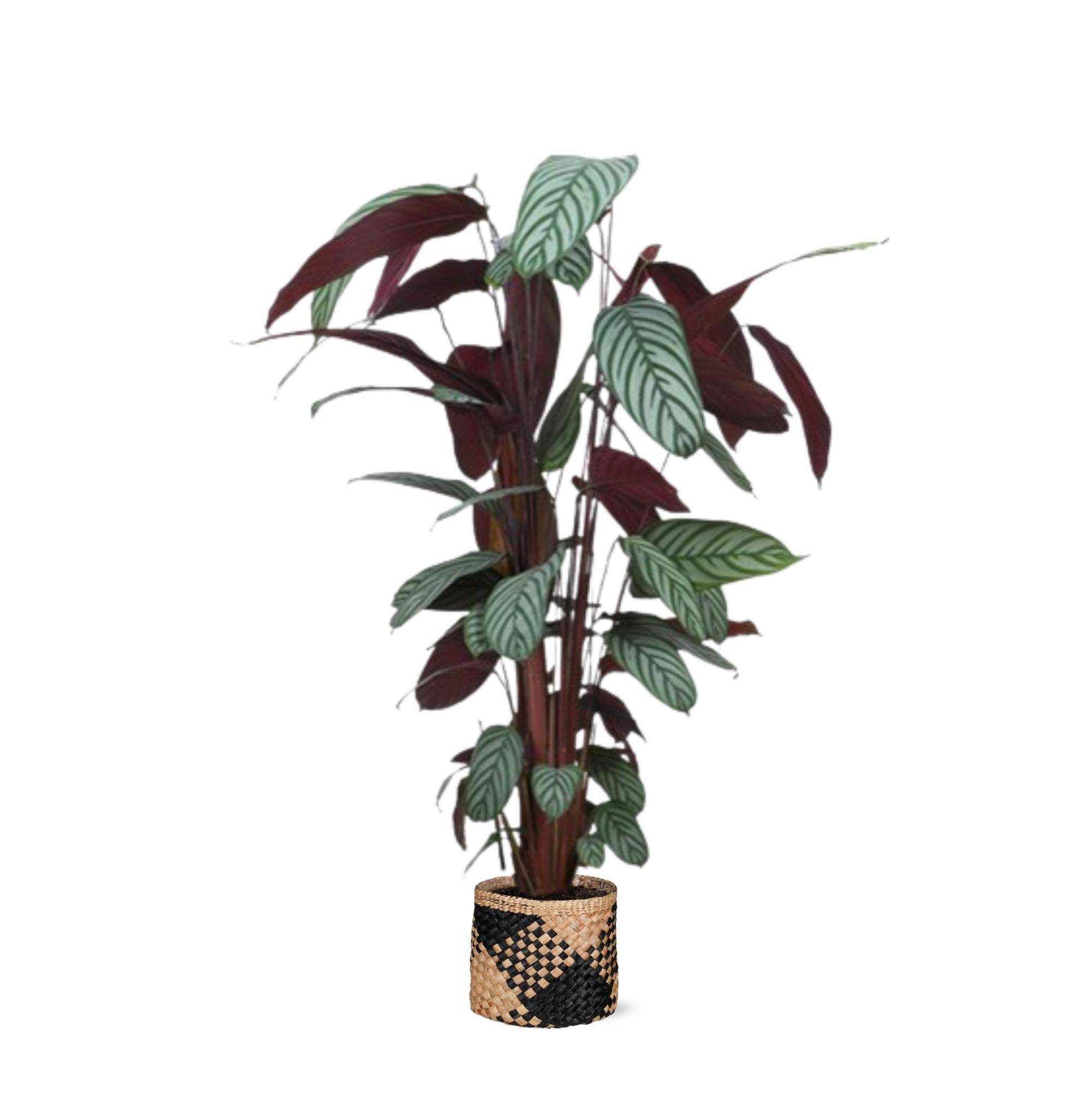 Ctenanthe Oppenheimiana et son pot- La Green Touch Panier naturel Noir - Hauteur 27cm