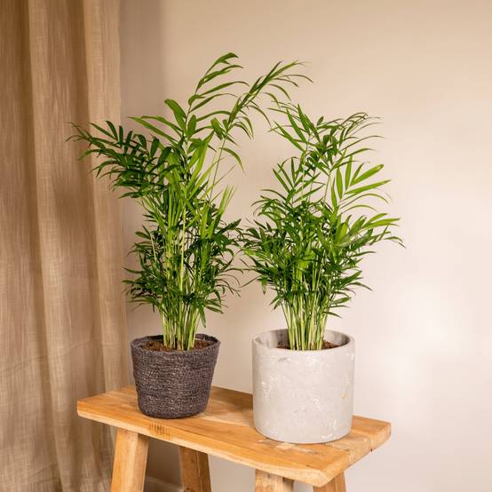 La Green Touch - Chamaedorea Elegans (Palmier de Montagne Mexicain) - D12 H40cm - Image 2