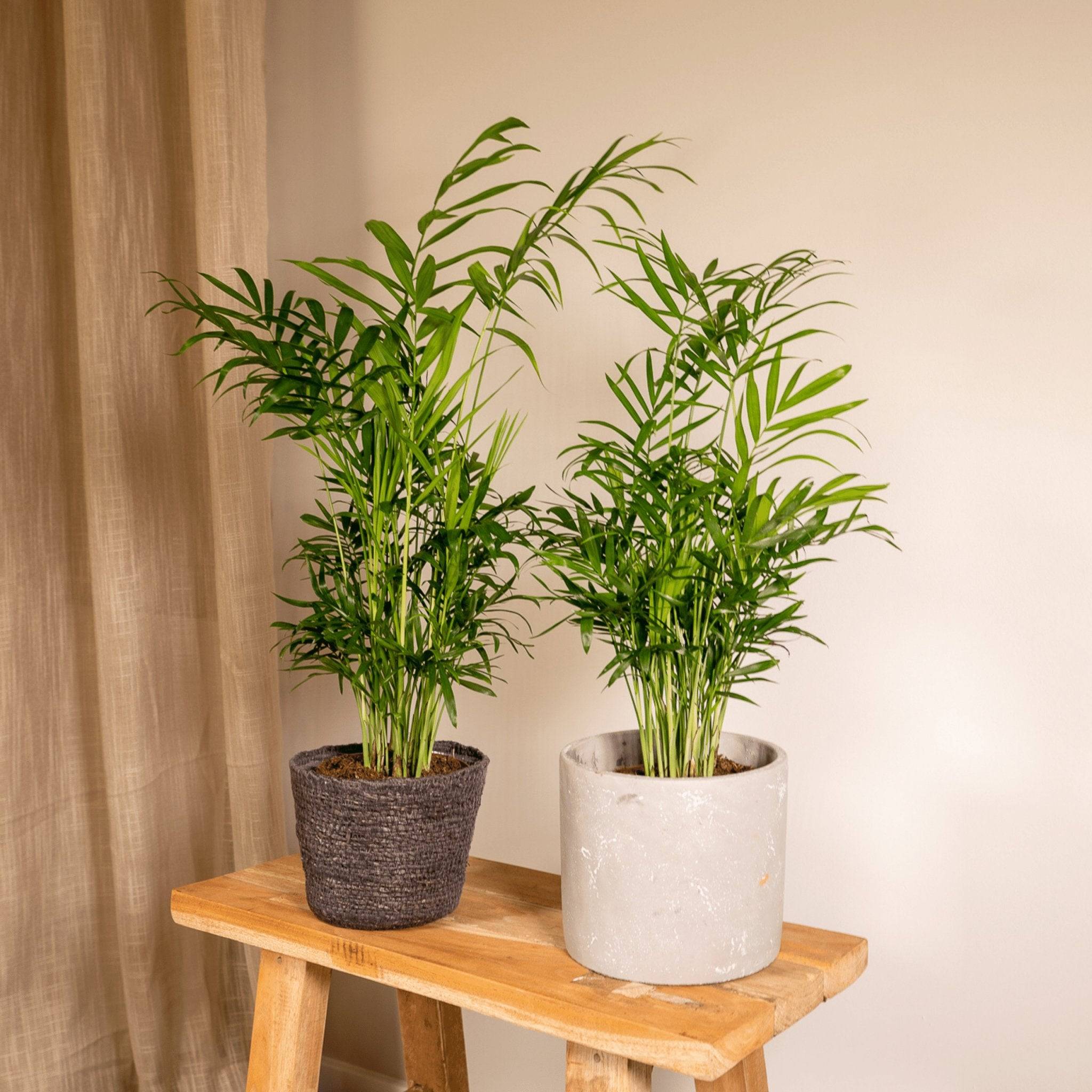 La Green Touch - Chamaedorea Elegans (Palmier de Montagne Mexicain) - D12 H40cm - Image 2