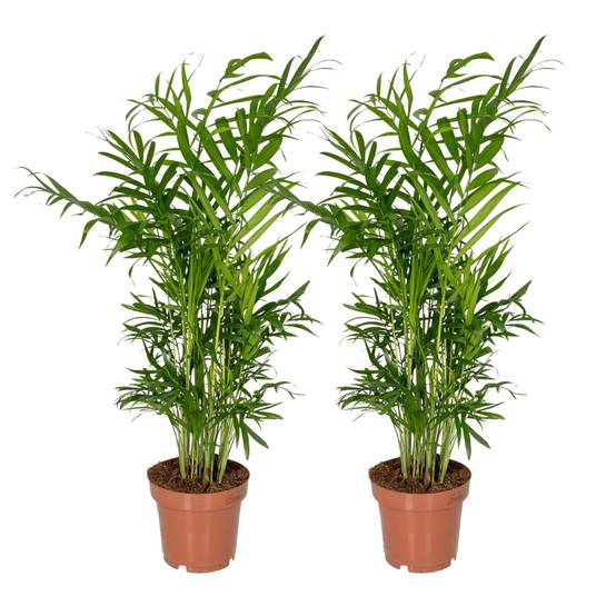 La Green Touch - Chamaedorea Elegans (Palmier de Montagne Mexicain) - D12 H40cm - Image 1