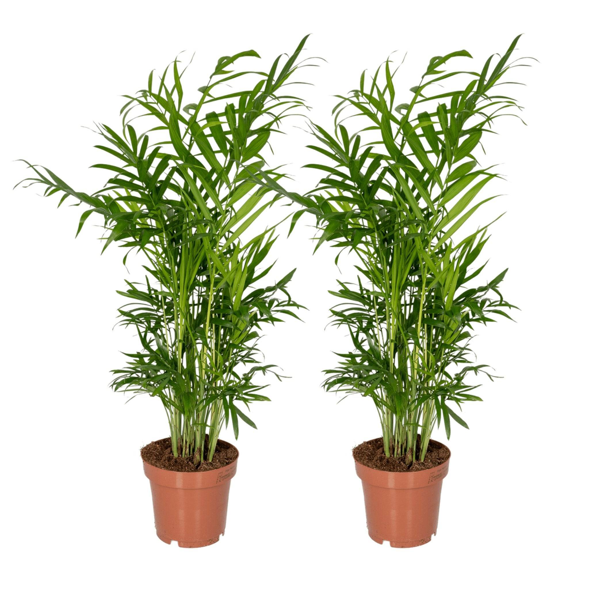 La Green Touch - Chamaedorea Elegans (Palmier de Montagne Mexicain) - D12 H40cm - Image 1