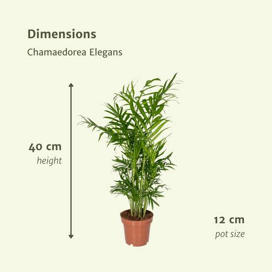 La Green Touch - Chamaedorea Elegans (Palmier de Montagne Mexicain) - D12 H40cm - Image 4