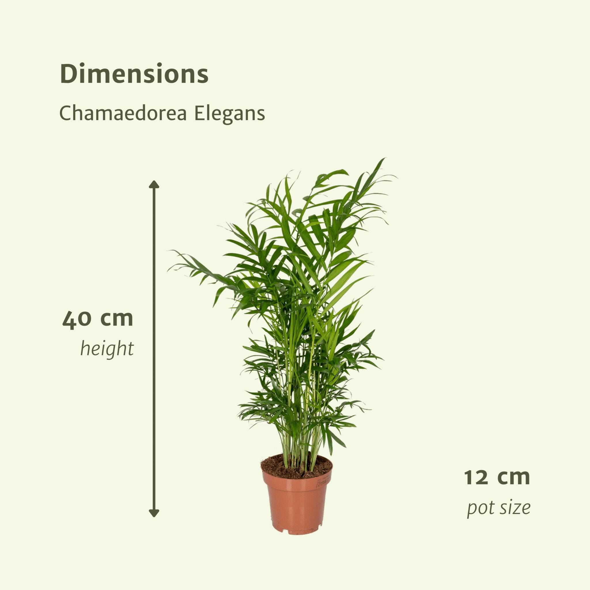 La Green Touch - Chamaedorea Elegans (Palmier de Montagne Mexicain) - D12 H40cm - Image 4