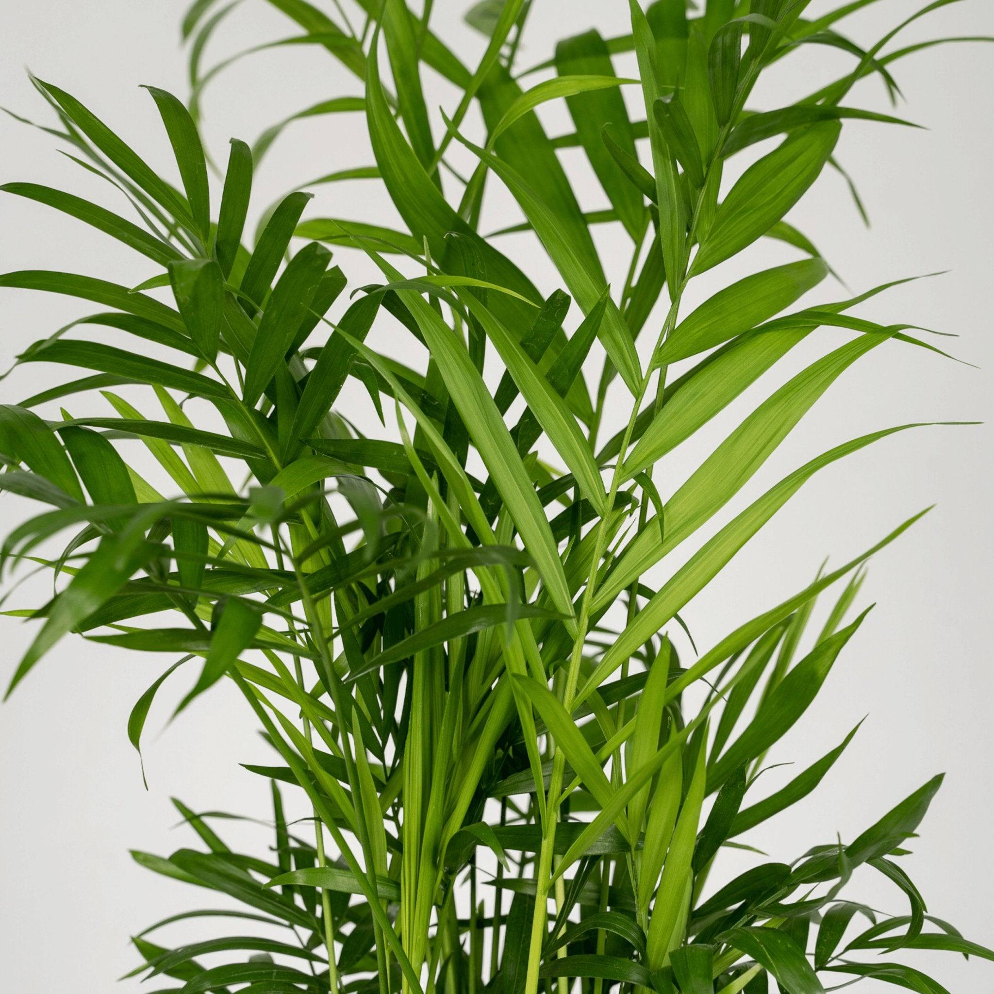 La Green Touch - Chamaedorea Elegans (Palmier de Montagne Mexicain) - D12 H40cm - Image 3