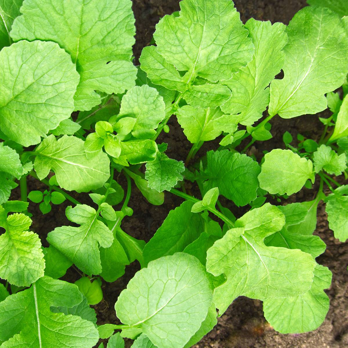 Promesse de Fleurs - Radis fourrager BIO - Engrais vert le sachet de graines de 10 grammes