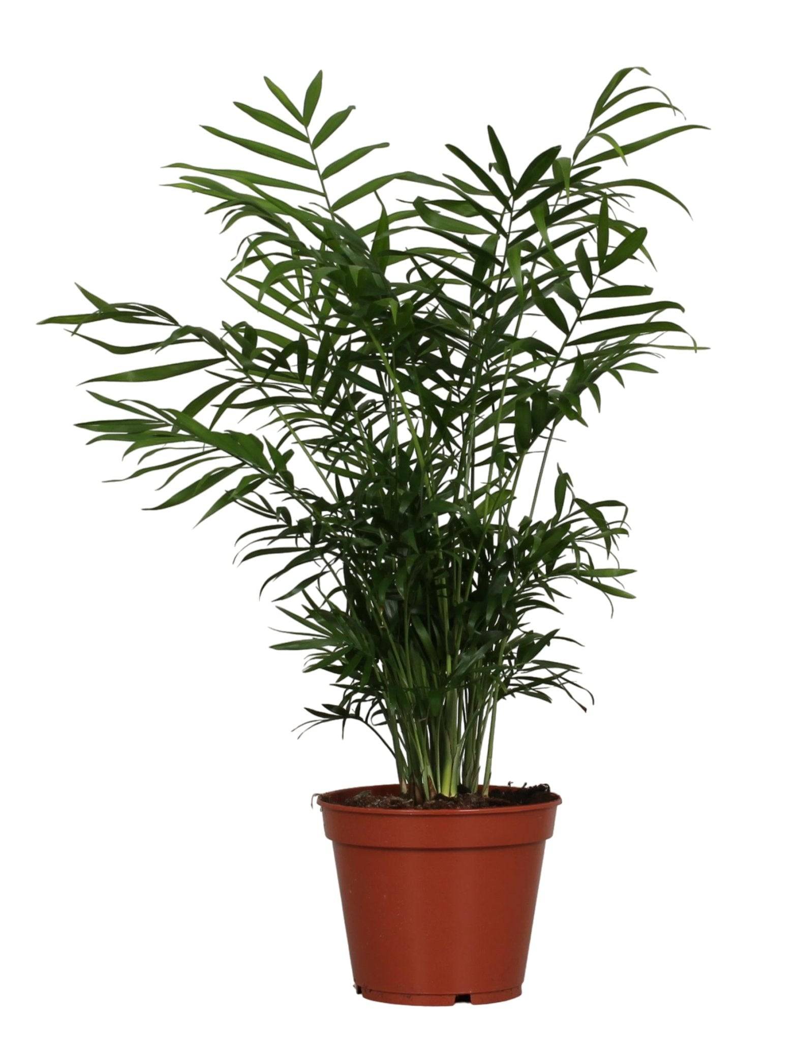 La Green Touch - Chamaedorea Elegans - D17 H55cm