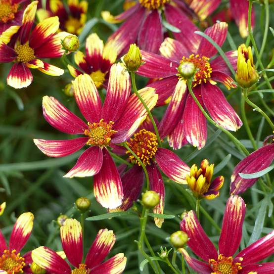 Coreopsis verticillata Bengal Tiger - Coréopsis verticillé Godet de 8/9 cm