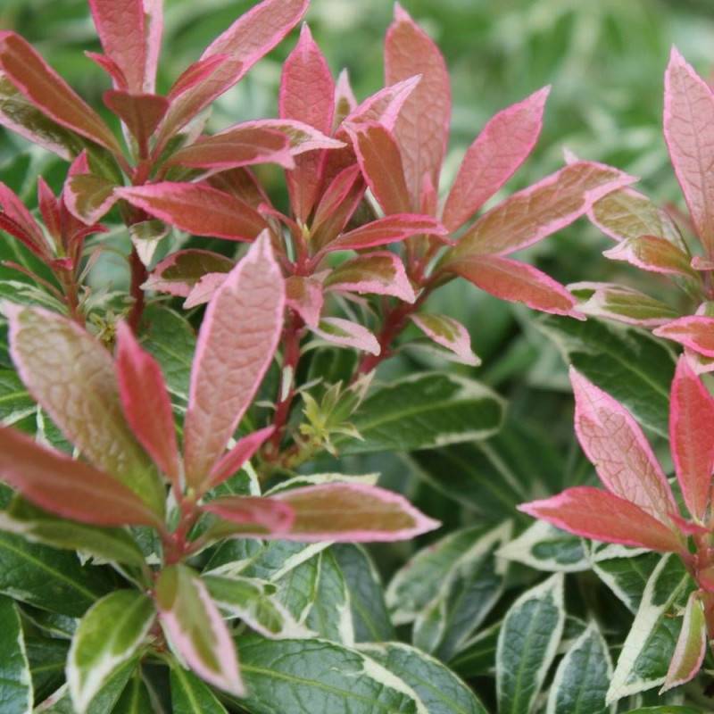 Andromède du Japon Flaming Silver, Pieris à fleurs Blanche - feuillage Persistant - Pot de 3L - 20/40 cm-  hauteur à maturité De 1,00 m à 1,50 m - Image 1
