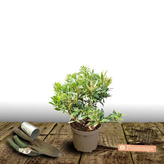Andromède du Japon Flaming Silver, Pieris à fleurs Blanche - feuillage Persistant - Pot de 3L - 20/40 cm- hauteur à maturité De 1,00 m à 1,50 m - Image 5