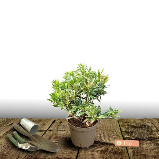 Andromède du Japon Flaming Silver, Pieris à fleurs Blanche - feuillage Persistant - Pot de 3L - 20/40 cm- hauteur à maturité De 1,00 m à 1,50 m - Image 3