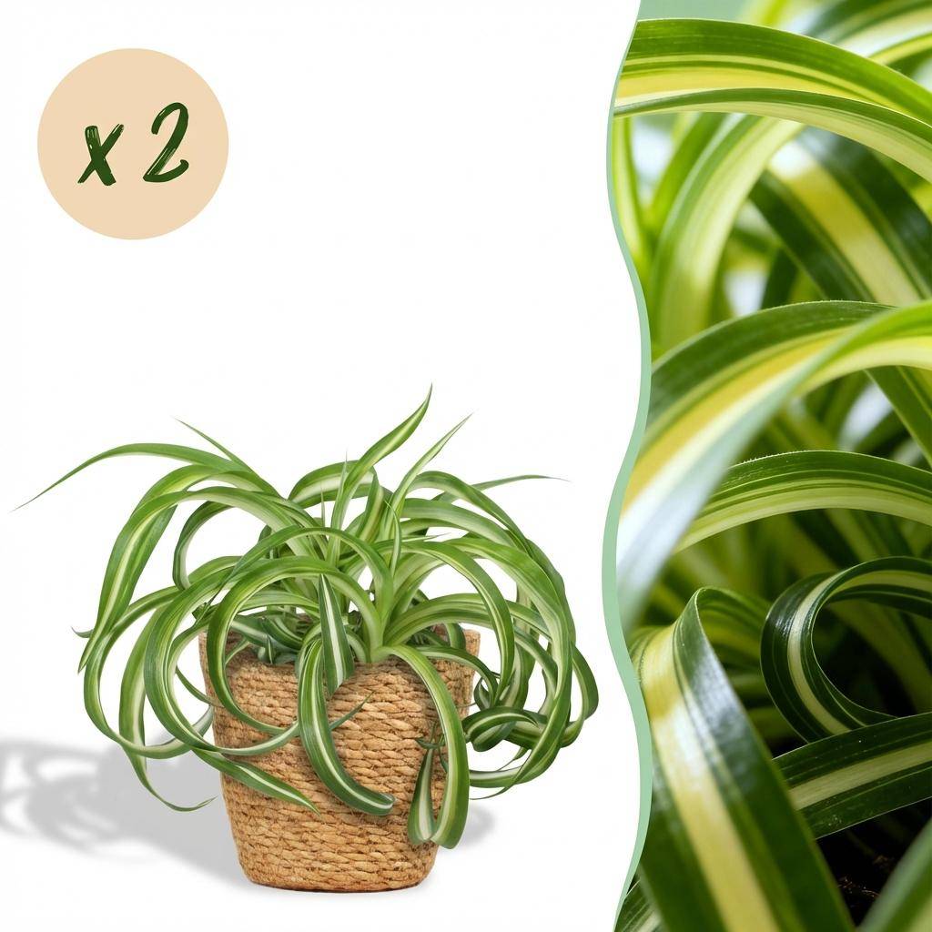 Chlorophytum comosum Bonnie - Pet-friendly - Pot de 12cm - Hauteur 20cm - 2 plantes - Panier - Plantes d'intérieur - Image 1