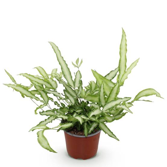 Fougère Pteris - Image 3
