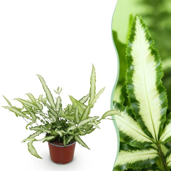 Fougère Pteris - Image 2
