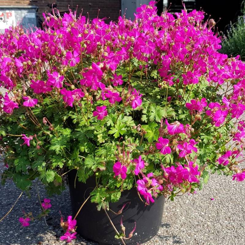 Géranium vivace Intense® à fleurs Rose/ - feuillage Persistant - Godet - 5/20 cm