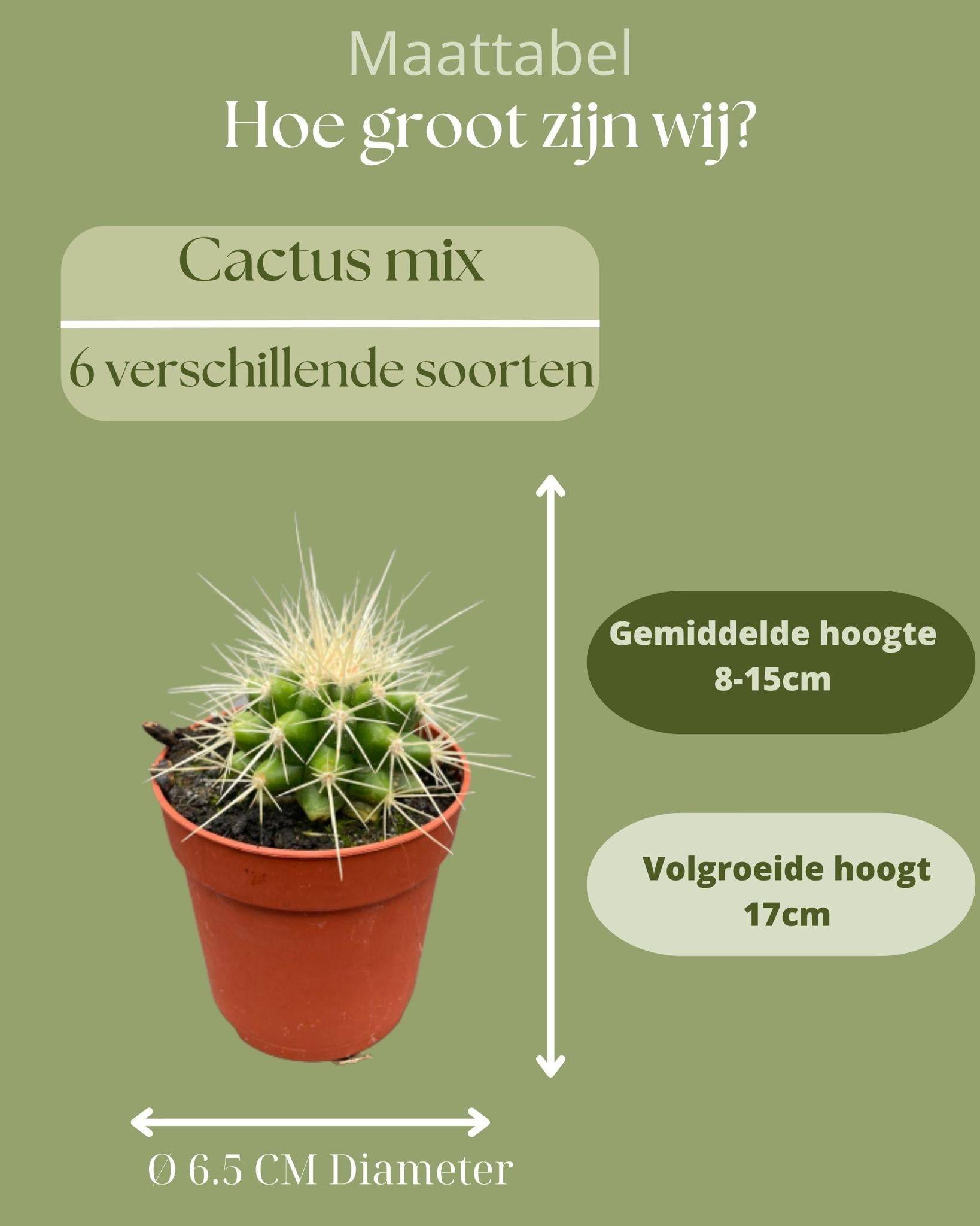 Ensemble de 6 Cactus Variés- La Green Touch - Image 4
