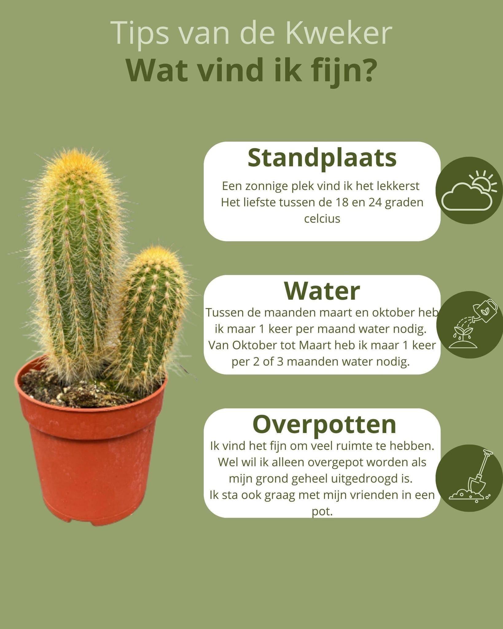 Ensemble de 6 Cactus Variés- La Green Touch - Image 5