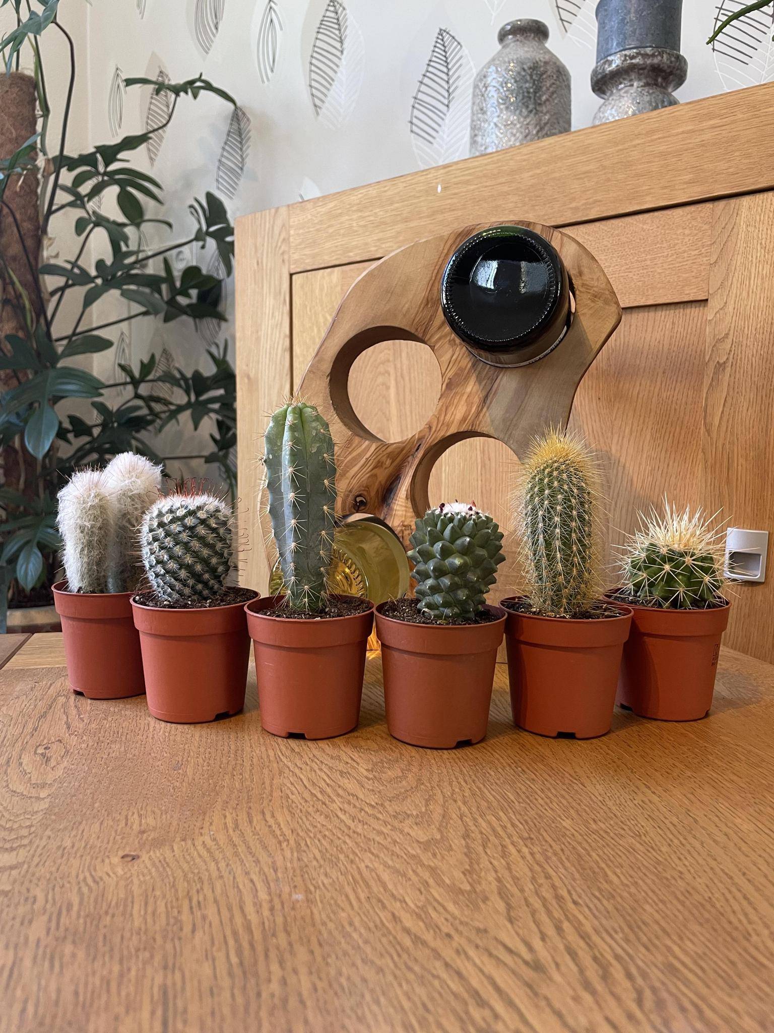 Ensemble de 6 Cactus Variés- La Green Touch - Image 2