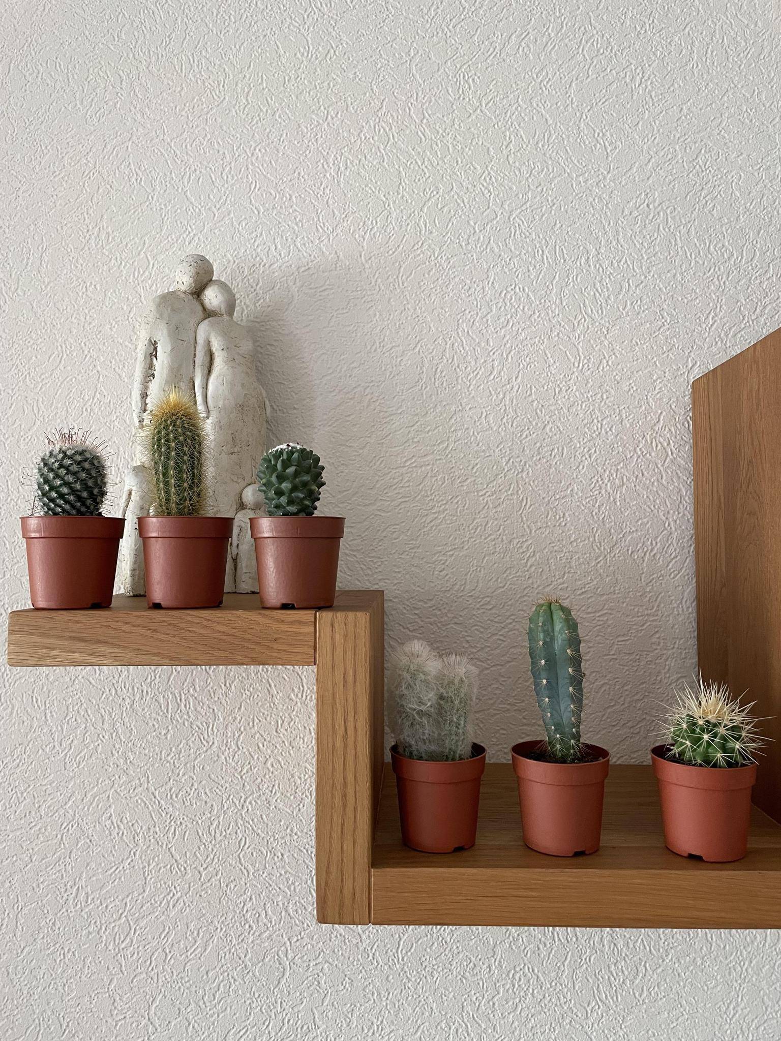 Ensemble de 6 Cactus Variés- La Green Touch - Image 3