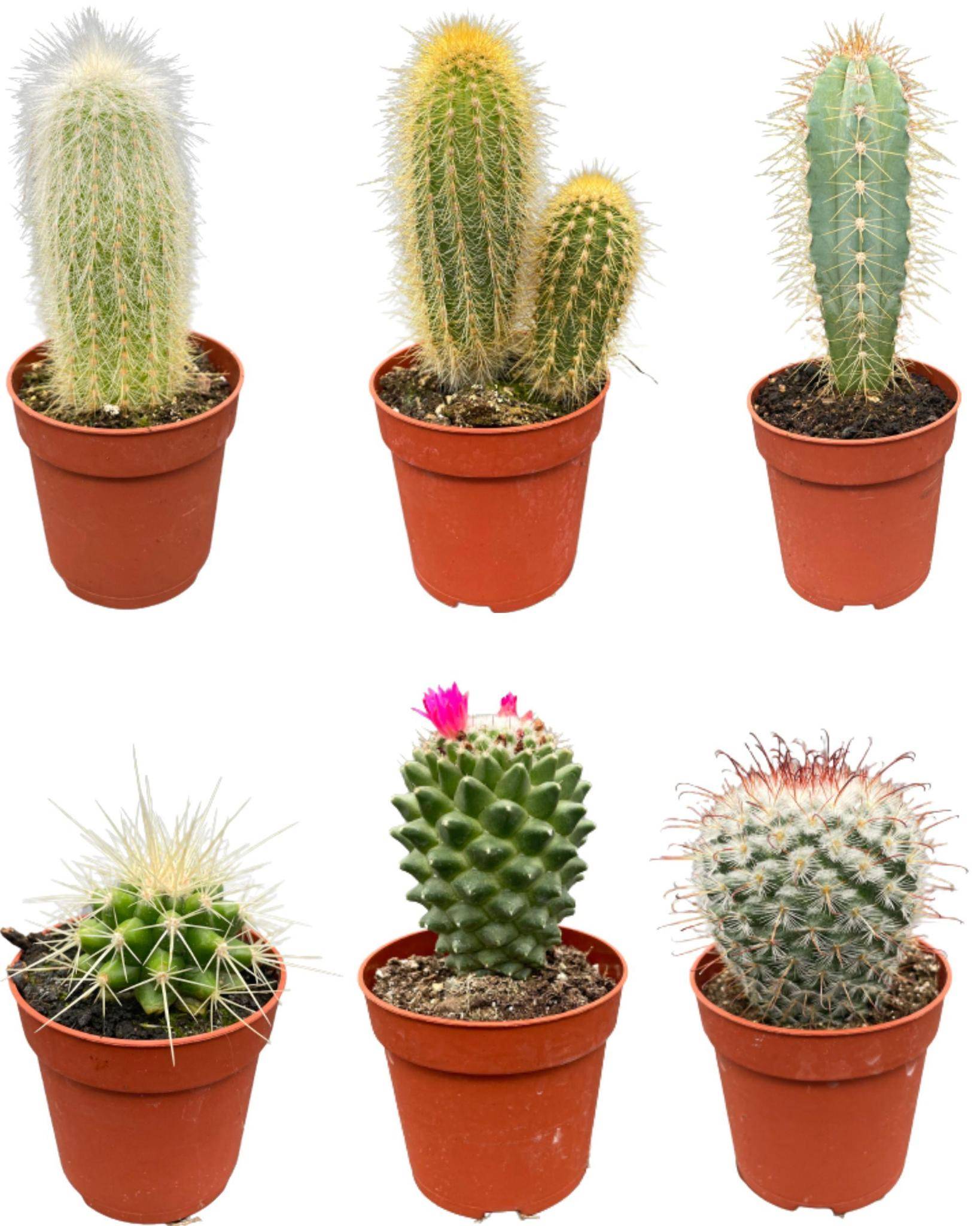 Ensemble de 6 Cactus Variés- La Green Touch - Image 1