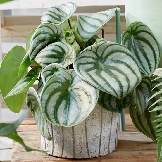 Gardenersdream - Superbe Peperomia Argyreia | Plante D'Intérieur Cadeau De 15 À 25 Cm En Pot - GardenersDream - Image 1