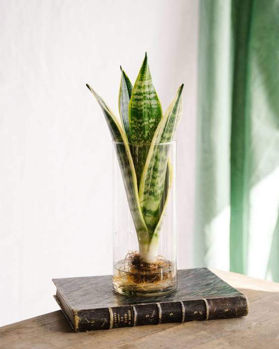 Sanseviera en hydroculture 30cm - Plante d'intérieur- La Green Touch - Image 2