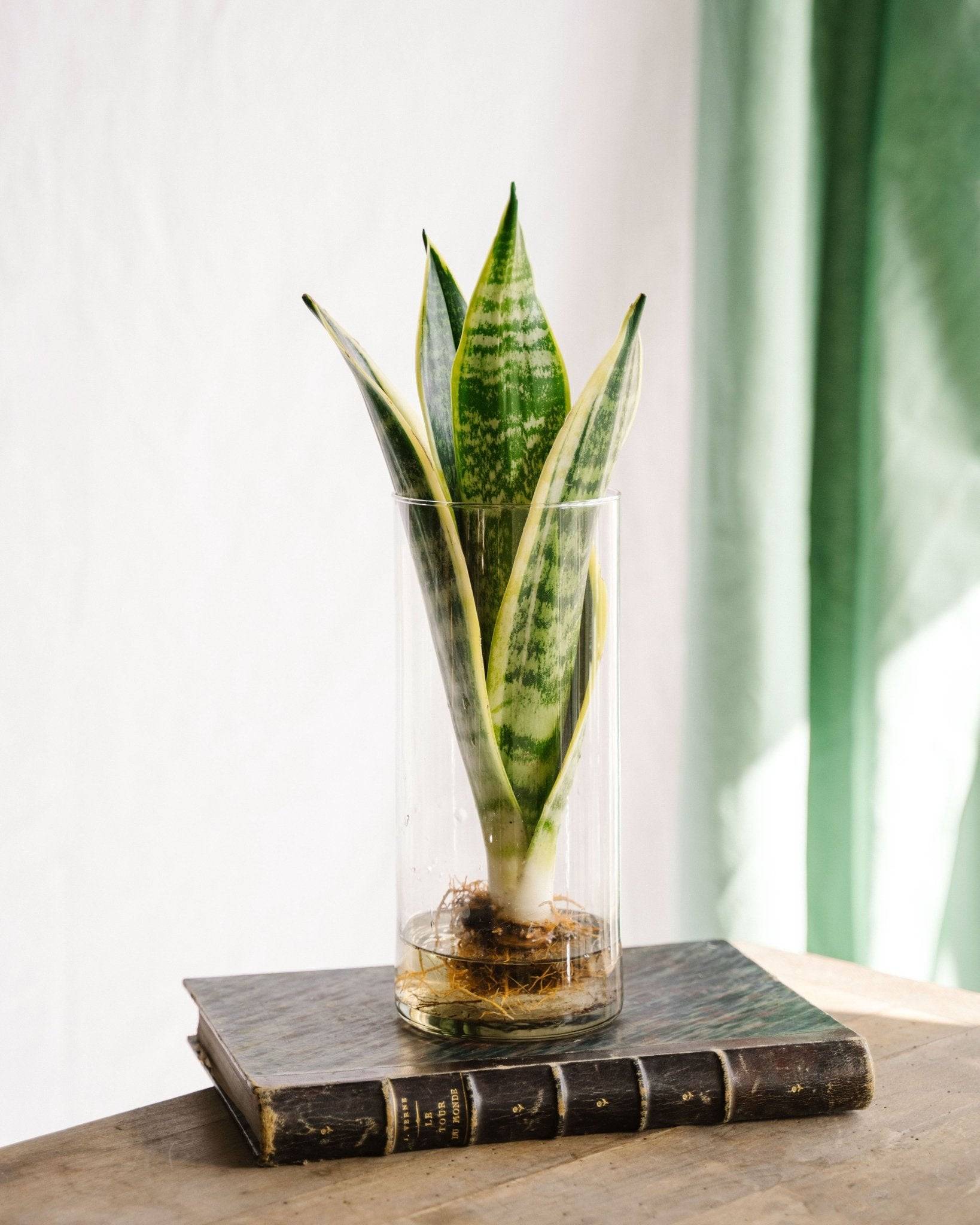 Sanseviera en hydroculture 30cm - Plante d'intérieur- La Green Touch - Image 2
