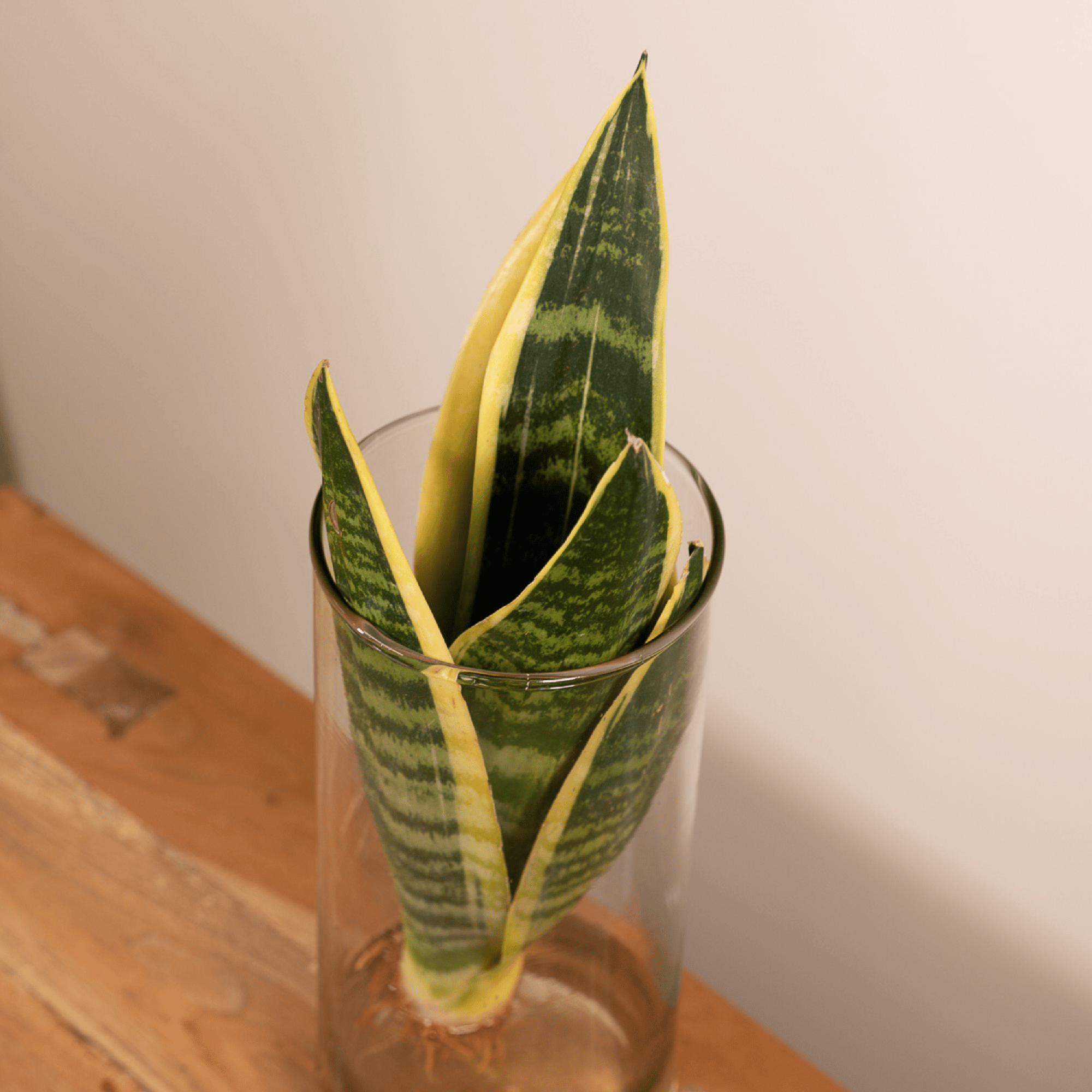 La Green Touch - Sanseviera en hydroculture 30cm - Plante d'intérieur- La Green Touch - Image 3