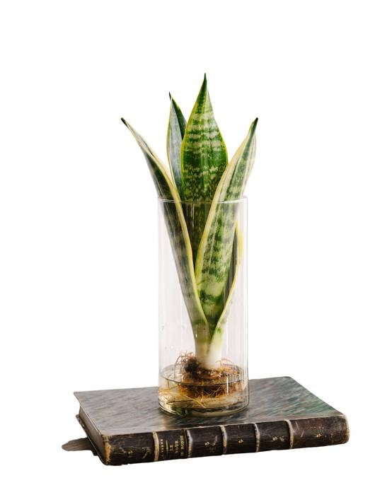 Sanseviera en hydroculture 30cm - Plante d'intérieur- La Green Touch - Image 1