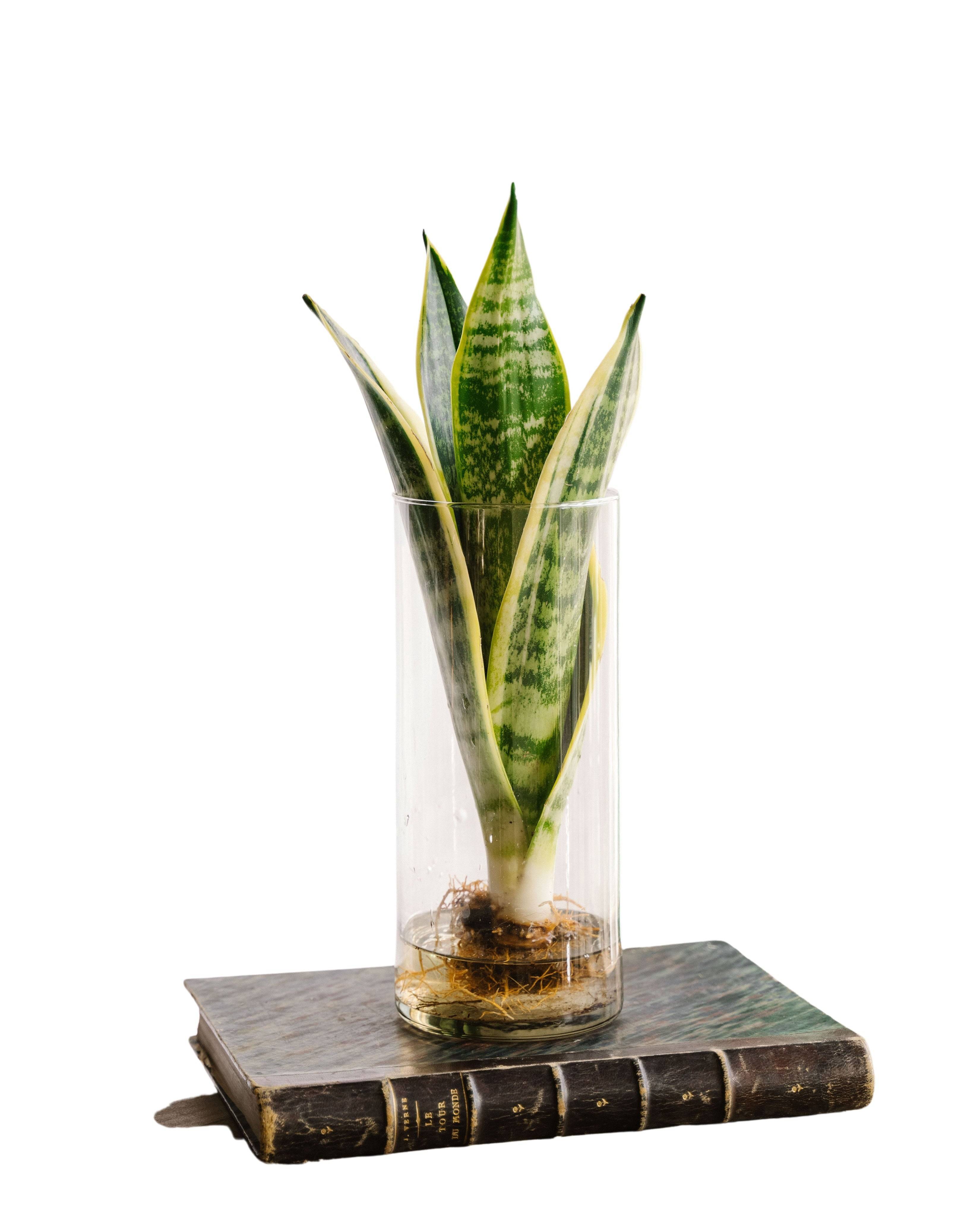 Sanseviera en hydroculture 30cm - Plante d'intérieur- La Green Touch - Image 1