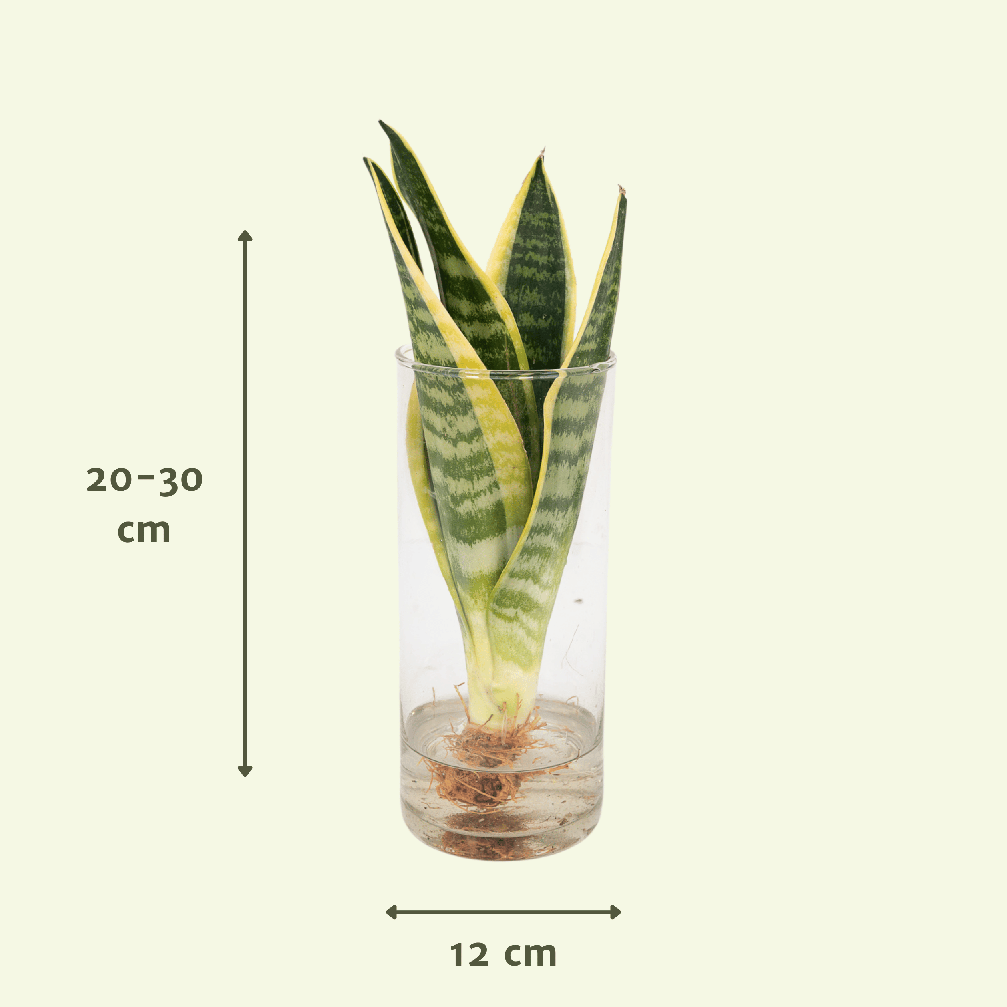 La Green Touch - Sanseviera en hydroculture 30cm - Plante d'intérieur- La Green Touch - Image 4